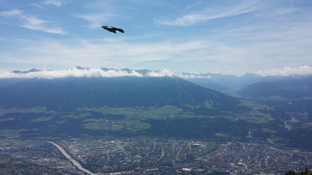 Ein Vogel über Innsbruck, drei an der Hütte. 
